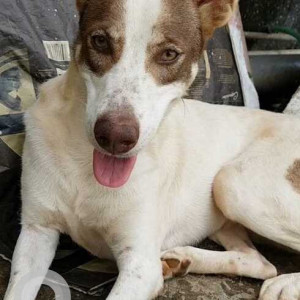 Missing: White-Brown Mix Male Indie Dog from Boa Vista, Bastora-2