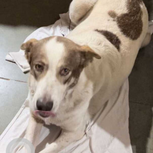 Missing: White-Brown Mix Male Indie Dog from Boa Vista, Bastora