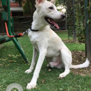 White Male Indie Dog is Missing from Sector -44 Noida