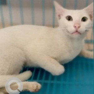 Found: White Female Indie Cat from Nalagandla