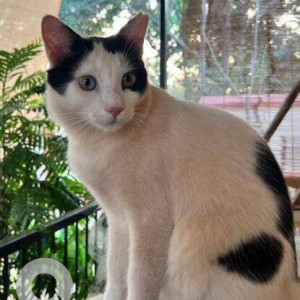 Missing: Black and White Male Persian mix Cat from Khursavaddo, Carona, Aldona, Goa