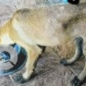 A Black and Brown Belgian malinois Dog Missing from കാനത്തൂർ, Chennai-2