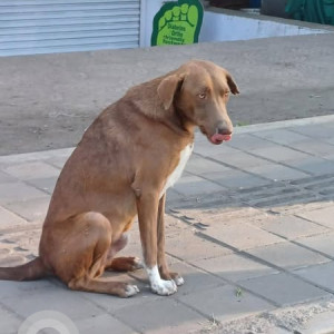 Found: Brown Male Indie Dog from Kaka Halwai Aryan center opposite Vaibhav theatre hadapsar, Pune-3