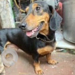 Missing: Black and Brown Female Dachshund Dog from Nehru Nagar