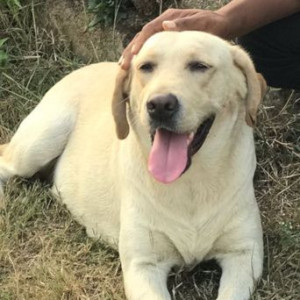 Missing: White Female Labrador Dog from Nimbaj nagar, Sinhagad Road