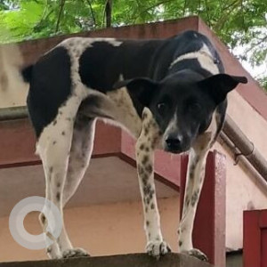 Missing: Black and White Female Indie Dog from JP Nagar 3rd phase-2