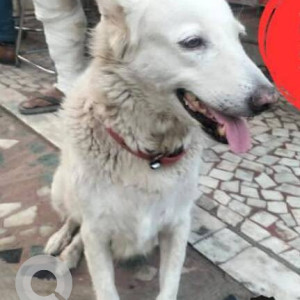 Missing: White Female Indie Dog from Nalasopara east