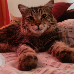 Missing: White and Grey Male Indie Cat from HSR layout sector 3, 24th cross-2