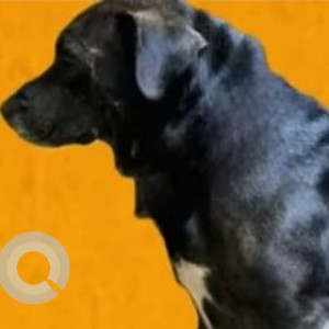 Missing: Black and White Male Indie Dog from Gopalapatnam, Simhachalam Railway Station-2