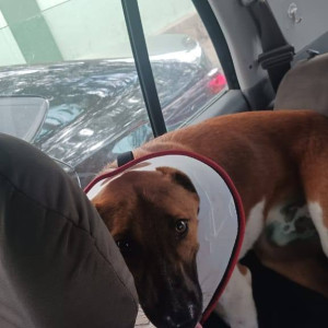 Missing: Brown Male Indie Dog from Johnson Market, Novel Business Park, Infant Jesus Church and  Shanthi Nagar-2