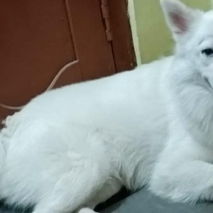 Missing: White Male Pomeranian Dog from Chandra Shekar Colony
