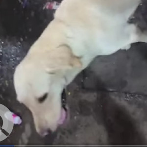 A White Indie Dog Found from Hadapsar, Pune