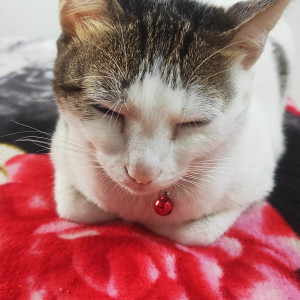 Missing: Black and White Female Calico Cat from H Block, Vikas Puri-2