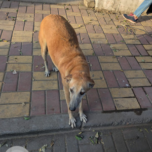 Found: Brown Female Indie Dog from Sunshree E Building, outside Goodies store, NIBM Road-2