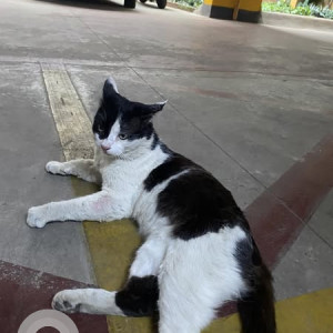Found: Black and White Male Indie Cat from Bannerghatta Road, Lakkasandra, Yappa Garden, Wilson Garden-3
