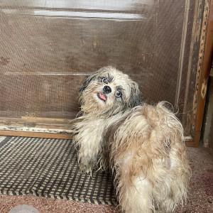 Missing: White-Brown Mix Male Shih Tzu Dog from Hennur cross Bangalore-2