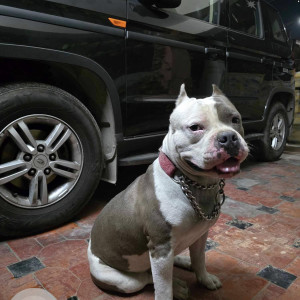 Found: White-Brown Mix Male Pitbull Dog from JNTU, Hyderabad
