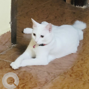 Missing: White Female Indie Cat from keelkattalai ranga nagar 3rd Street