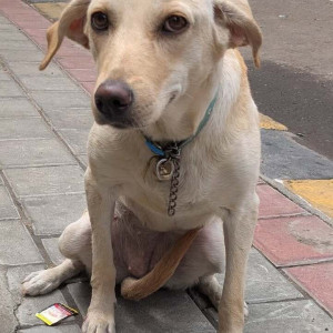 Found: White Female Indie Dog from Ram Medicals on Yelenahalli Main Road, Akshaynagar-2