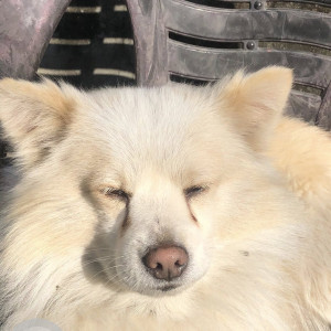 A White Pomeranian Dog Missing from Kamalpokhari area in Kathmandu