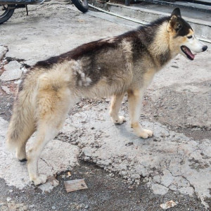 A Black and White Husky Dog Found from Ward 3, Pune