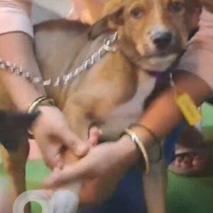 Missing: Black and Brown Male Indie Dog from Bling Salon thakur village Kandivali East-2