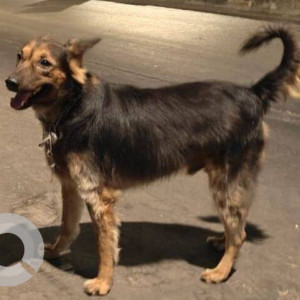 Found: Black and Brown Male German Shepherd Dog from Juhu