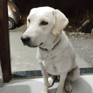 Found: White Male Labrador Dog from Green Valley near Indra City Wagholi