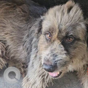 Missing: Black and Brown Female Indie Dog from Bangur Nagar Metro Station, Goregaon West