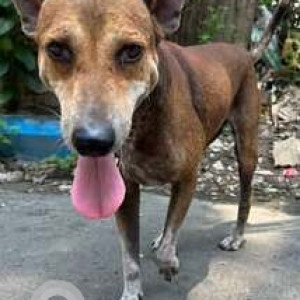 Missing: Black and Brown Male Indie Dog from Purba Putiary, Saradamoyee lane-2