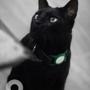 A Black Indie Cat Missing from Chandigarh-2