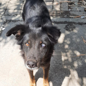 Missing: Black Male Indie Dog from Esquare, Pune