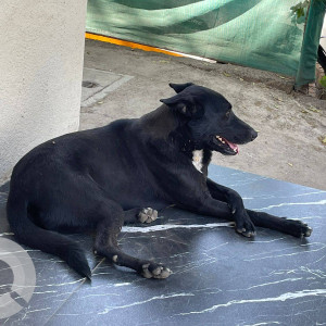A Black Indie Dog Missing from Katraj, Pune-2
