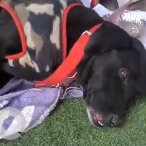 Missing: Black Male Indie Dog from Karol bagh, Delhi