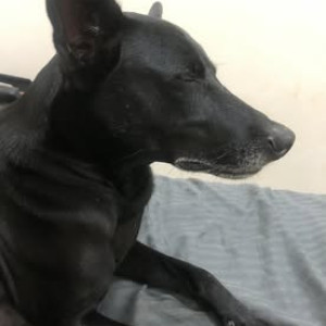 Missing: Black Male Indie Dog from Anjuna Wednesday market road