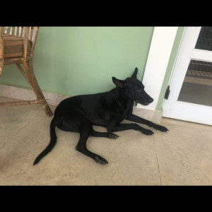 Missing: Black Male Indie Dog from Anjuna Wednesday market road-2