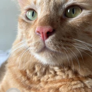 Missing: Orange Male Ginger cat Cat from Prince Manor, Kilpauk-4