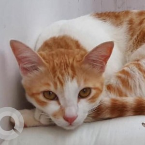 Missing: Orange Male Ginger cat Cat from Kodihalli, Indiranagar