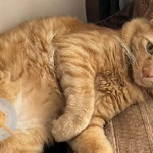 Missing: Orange Male Ginger cat Cat from Prince Manor, Kilpauk-3