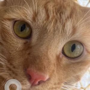 Missing: Orange Male Ginger cat Cat from Prince Manor, Kilpauk-2