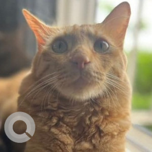 Missing: Orange Male Ginger cat Cat from Prince Manor, Kilpauk