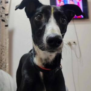 Black and White Female Indie Dog is Missing from Street no 7, Govindpuri kalkaji