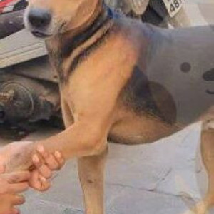 Missing: Black and Brown Male Indie Dog from Evershine Taki-2