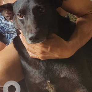 Missing: Black Male Indie Dog from Snehankit opposite  Max fashion mall, Gogol, Margao Goa