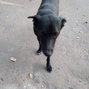 A Black Indie Dog Missing from Katraj, Pune-3