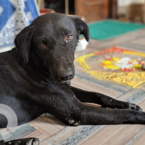 Black Male Indie Mix Dog is Missing from Janki Devi college, Old rajendra nagar