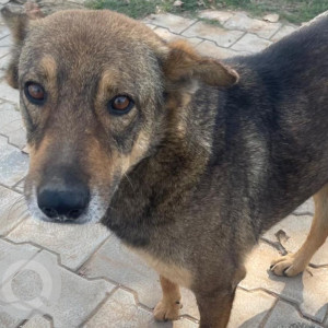 Missing: Black and Brown Male Indie Dog from Police station sector 48a Chandigarh