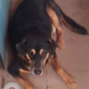 A Black and Brown Indie Dog Missing from Mapusa