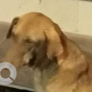 Found: Brown Male Indie Dog from Tilak chowk, Kalyan west area