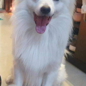 White Male Pomeranian Dog is Missing from Indira Nagar (Kalyan West)-2